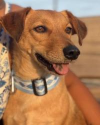 Reunited Male Dog last seen Ramp going on HWY 40 towards Raleigh, Morrisville, NC 27560