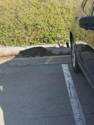 Found/Stray Unknown Cat last seen Calle Caracas x Calle Del sur, Carlsbad, CA 92009