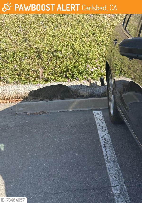 Found/Stray Unknown Cat last seen Calle Caracas x Calle Del sur, Carlsbad, CA 92009