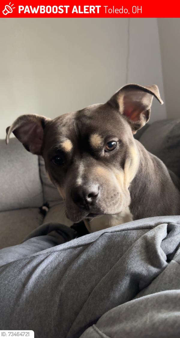 Lost Female Dog last seen Earl, Toledo, OH 43605