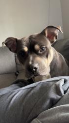 Lost Female Dog last seen Earl, Toledo, OH 43605