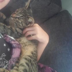 Lost Male Cat last seen Sheik Rd and Mock Rd, Monroe, MI 48162
