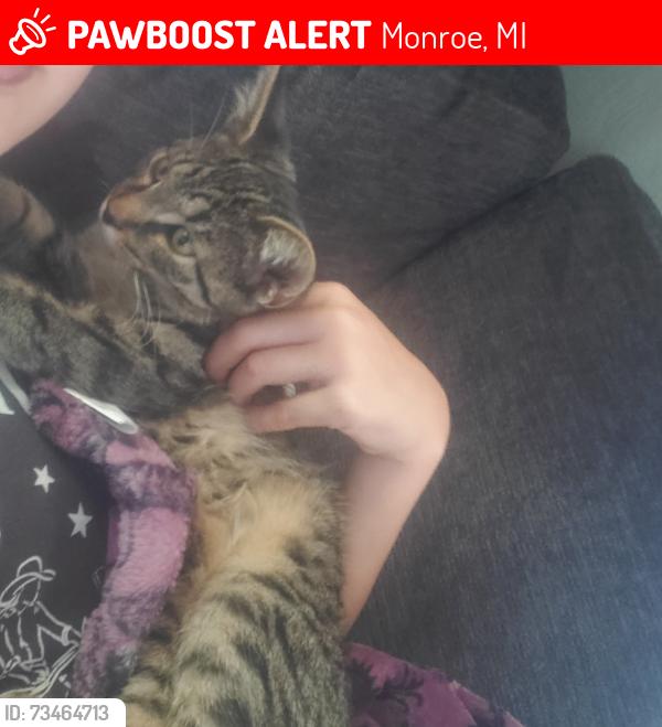 Lost Male Cat last seen Sheik Rd and Mock Rd, Monroe, MI 48162