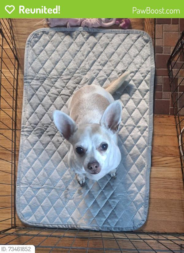 Reunited Female Dog last seen Hamline Ave & Charles Ave, Saint Paul, MN 55104