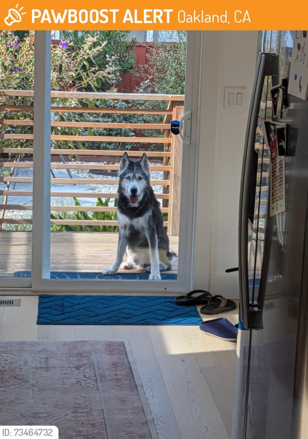Found/Stray Unknown Dog last seen Laurel and Georgia St, Oakland, CA 94602