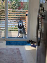 Found/Stray Unknown Dog last seen Laurel and Georgia St, Oakland, CA 94602