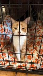 Found/Stray Unknown Cat last seen E Durard & Sprague, Philadelphia, PA 19119