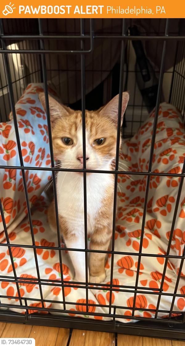 Found/Stray Unknown Cat last seen E Durard & Sprague, Philadelphia, PA 19119