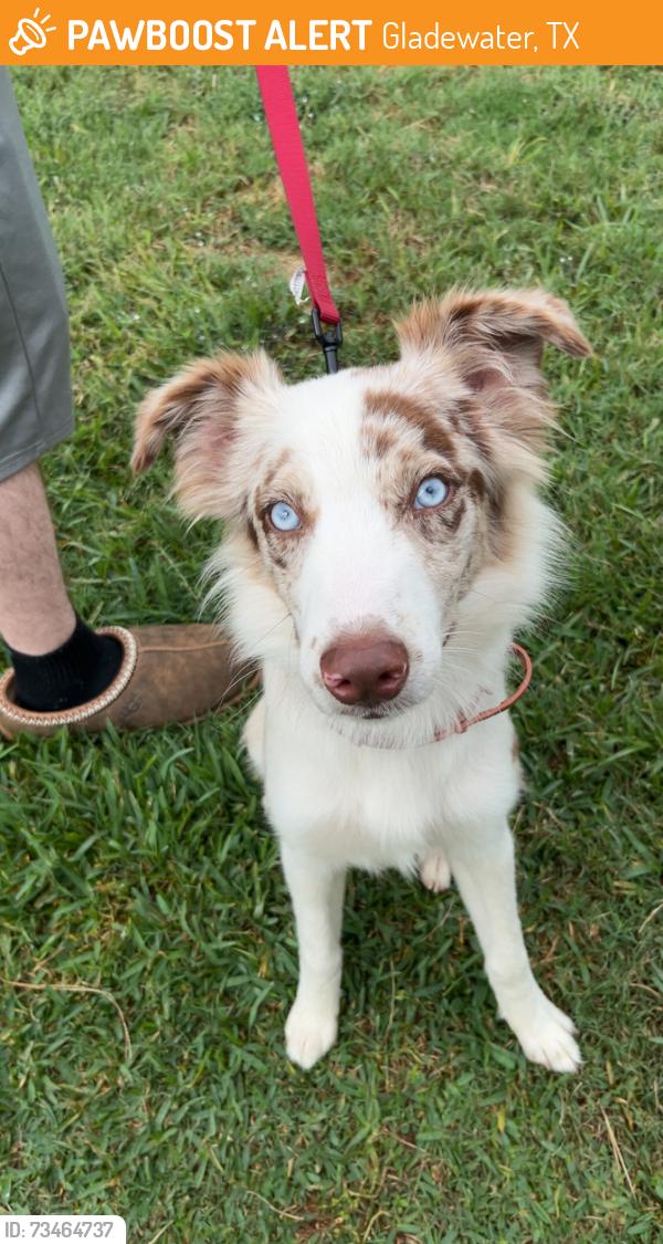 Found/Stray Male Dog last seen Near Gladewater big sandy area, Gladewater, TX 75647