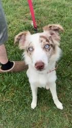 Found/Stray Male Dog last seen Near Gladewater big sandy area, Gladewater, TX 75647