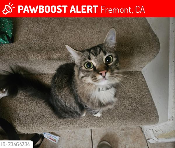 Lost Female Cat last seen Riverwalk, Fremont, CA 94536