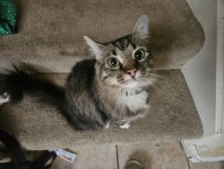 Lost Female Cat last seen Riverwalk, Fremont, CA 94536