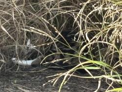Found/Stray Unknown Cat last seen Parkside Pillar across from 4351 Sycamore Creek Dr, Blue Ash, OH 45242, Blue Ash, OH 45242