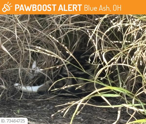 Found/Stray Unknown Cat last seen Parkside Pillar across from 4351 Sycamore Creek Dr, Blue Ash, OH 45242, Blue Ash, OH 45242