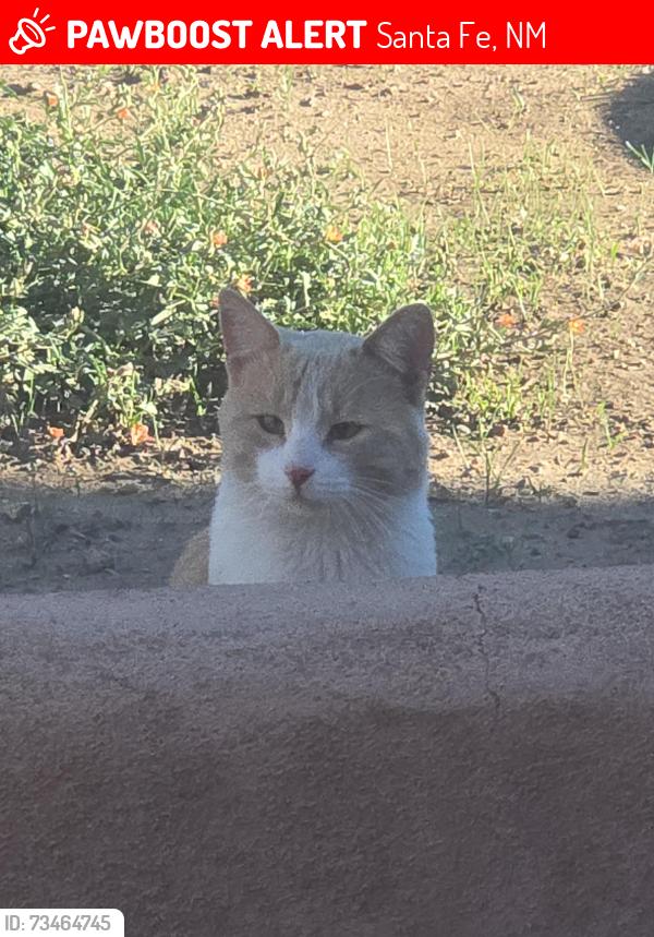 Lost Male Cat last seen Zafarano Dr by Albertsons, Santa Fe, NM 87507