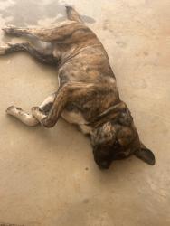 Found/Stray Male Dog last seen Devils elbow, Dawsonville, GA 30534