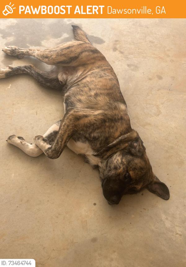 Found/Stray Male Dog last seen Devils elbow, Dawsonville, GA 30534