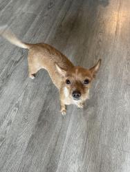Found/Stray Female Dog last seen Mission blvd, San Diego, CA 92109