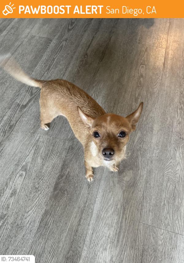 Found/Stray Female Dog last seen Mission blvd, San Diego, CA 92109