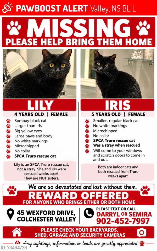 Lost Female Cat last seen Near Wexford Drive Valley NS, Valley, NS B6L 4L7