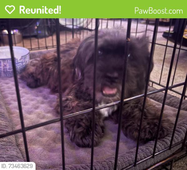 Reunited Unknown Dog last seen Near Rifle Gap Ln, Sugar Land, TX 77478