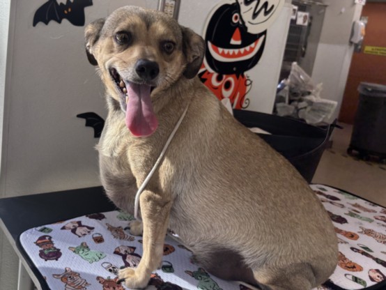 Shelter Stray Male Dog last seen , 957 N Gaffey St, San Pedro, CA 90731, USA
