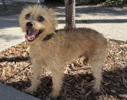 Shelter Stray Male Dog last seen , 957 N Gaffey St, San Pedro, CA 90731, USA