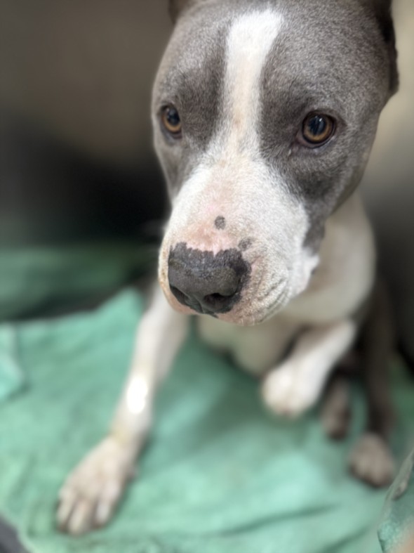 Shelter Stray Female Dog last seen , 957 N Gaffey St, San Pedro, CA 90731, USA