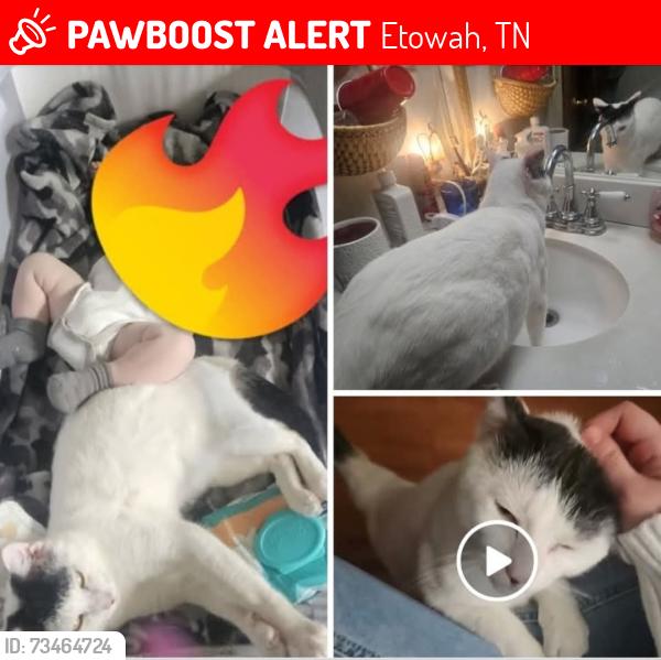 Lost Male Cat last seen Old Mecca pike, Etowah, TN 37331