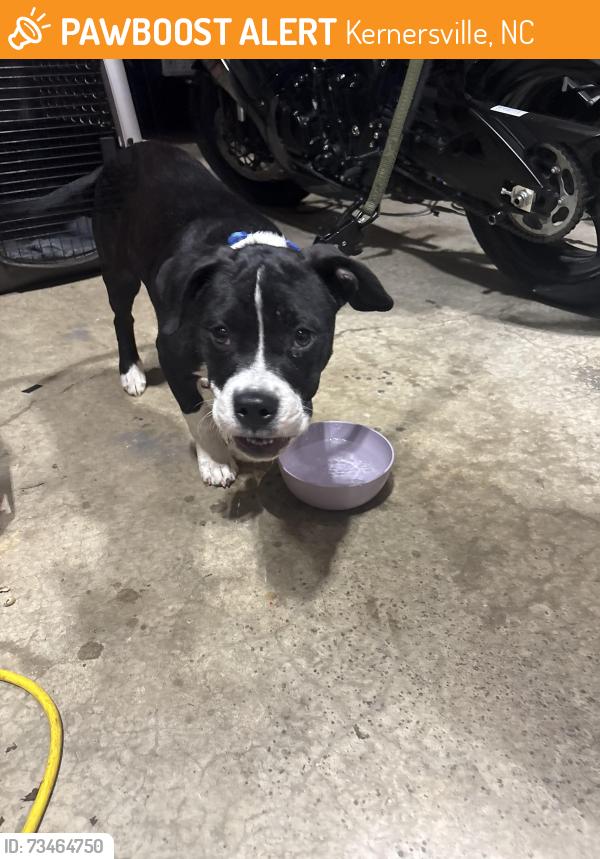 Found/Stray Male Dog last seen Quality Mart gas station, Pineygrove Rd and Linville Springs Rd, Kernersville, NC 27284