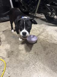 Found/Stray Male Dog last seen Quality Mart gas station, Pineygrove Rd and Linville Springs Rd, Kernersville, NC 27284