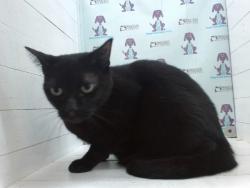 Shelter Stray Female Cat last seen , 2769 Conroy Rd, Orlando, FL 32839, USA