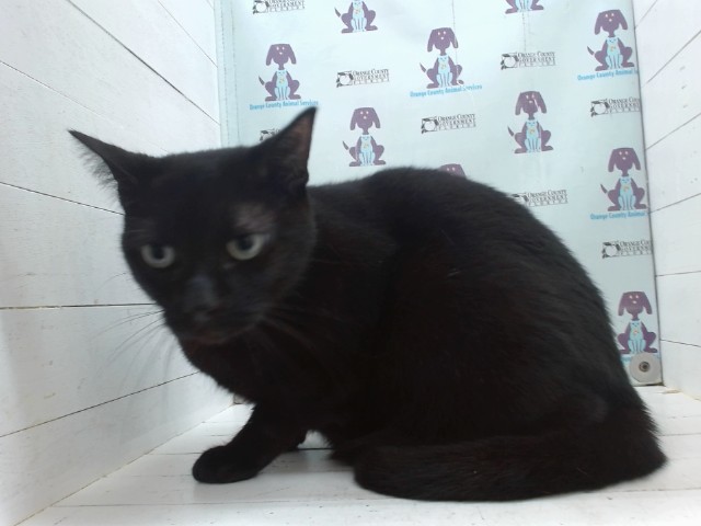 Shelter Stray Female Cat last seen , 2769 Conroy Rd, Orlando, FL 32839, USA