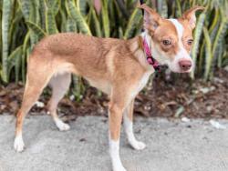 Shelter Stray Female Dog last seen ELKELTON BLVD, 5821 Sweetwater Rd, Bonita, CA 91902, USA