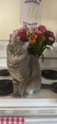 Reunited Male Cat last seen Intersection at School St and Tremont St, Salem, MA 01970