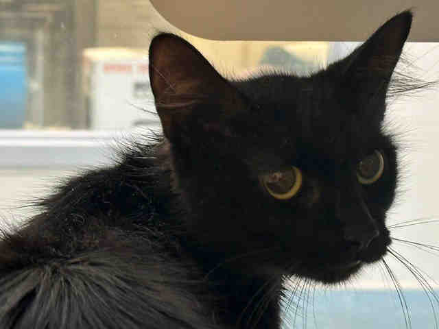 Shelter Stray Female Cat last seen BONITA SHELTER, 5821 Sweetwater Rd, Bonita, CA 91902, USA