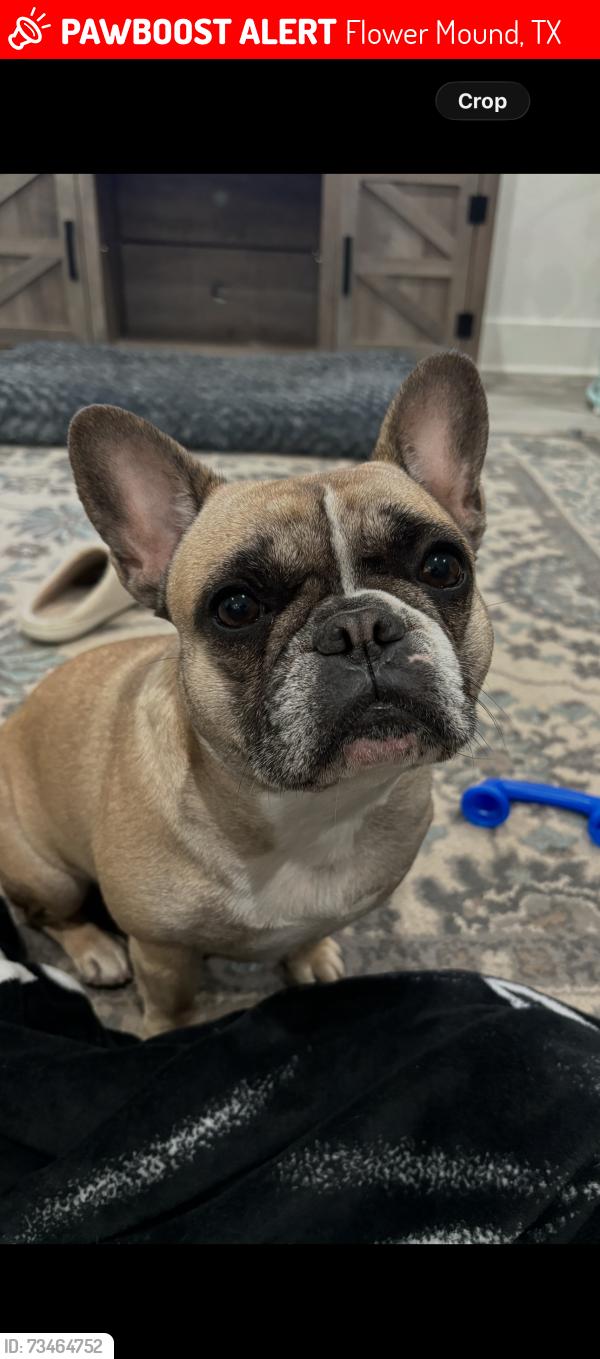 Lost Female Dog last seen Garden ridge, Flower Mound, TX 75028