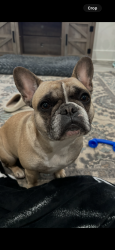 Lost Female Dog last seen Garden ridge, Flower Mound, TX 75028