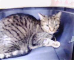 Shelter Stray Male Cat last seen CHARLOTTE, 8315 Byrum Dr, Charlotte, NC 28217, USA