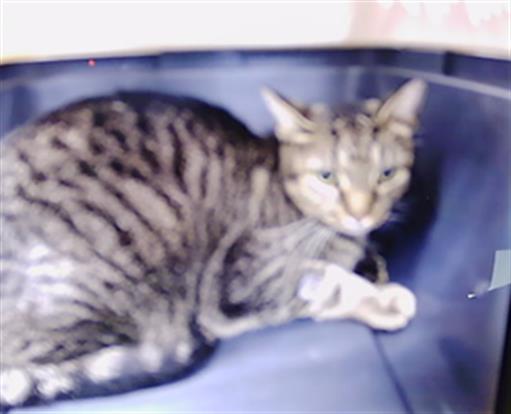 Shelter Stray Male Cat last seen CHARLOTTE, 8315 Byrum Dr, Charlotte, NC 28217, USA