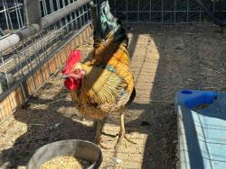 Shelter Stray Male Livestock last seen , 5821 Sweetwater Rd, Bonita, CA 91902, USA