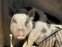 Shelter Stray Female Livestock last seen LOS COCHES, 5821 Sweetwater Rd, Bonita, CA 91902, USA