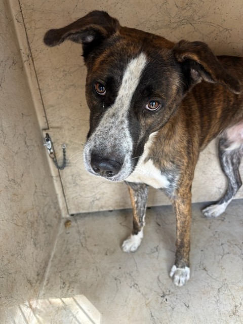 Shelter Stray Male Dog last seen Near BLOCK NW 15 @, 2811 SE 29th St, Oklahoma City, OK 73129, USA