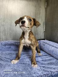 Shelter Stray Female Dog last seen Near BLOCK MACKAY AVE, 4710 TX-151, San Antonio, TX 78227, USA