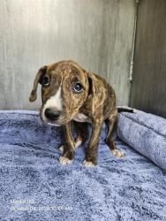 Shelter Stray Female Dog last seen Near BLOCK MACKAY AVE, 4710 TX-151, San Antonio, TX 78227, USA
