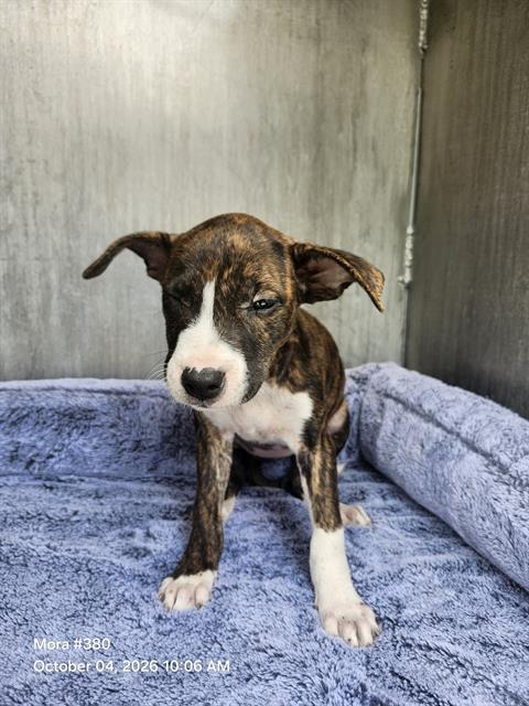 Shelter Stray Female Dog last seen Near BLOCK MACKAY AVE, 4710 TX-151, San Antonio, TX 78227, USA