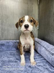 Shelter Stray Female Dog last seen Near BLOCK MACKAY AVE, 4710 TX-151, San Antonio, TX 78227, USA