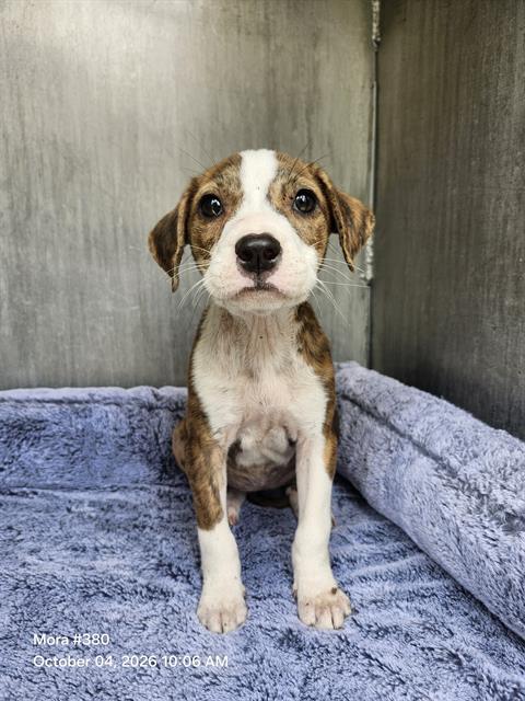 Shelter Stray Female Dog last seen Near BLOCK MACKAY AVE, 4710 TX-151, San Antonio, TX 78227, USA