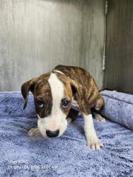 Shelter Stray Male Dog last seen Near BLOCK MACKAY AVE, 4710 TX-151, San Antonio, TX 78227, USA