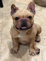Reunited Female Dog last seen Venice and spaulding ave, Los Angeles, CA 90019